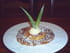 Ananas po�l� au caramel au lait