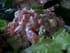 Tartare avocat-tomate