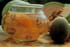 Confit de melon aux kiwis gold