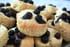 Muffins anglais aux bleuets