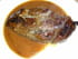 Magrets de canard au poivre vert