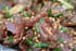 Boeuf marin� au s�same et vinaigre de riz