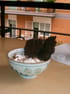 Dessert poire-chocolat