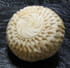 Sculpture de l�gumes : Champignon tourn�
