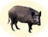 Sanglier