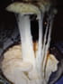 V�ritable aligot d Aubrac