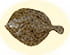 Turbot