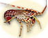 Langouste