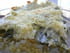 Gratin de c�r�ales, poireaux, amande, Ricotta