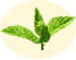 Menthe