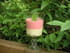 Mousse de fraises au parfum de verveine citronnelle