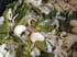 P�tes aux poivrons verts