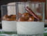 Panna cotta � la cardamome et compot�e de mirabelles
