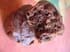 Bouch�es au chocolat