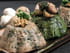 Timbale aux noix, champignons et �pinards