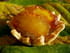Tartelettes � la confiture de ch�taignes et aux pommes