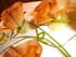 Bonbons de cab�cou