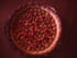 Tarte aux mirabelles sur nuage de fraises vanill�es