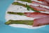 Asperges vertes au bacon, sauce � la ciboulette