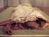 Strudel pommes cannelle