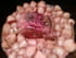 R�ti de porc � la sauge et grenailles