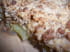 Crumble aux pommes et speculoos