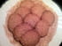 Sabl�s complets au s�same dor�