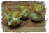 Bourses aux amandes