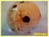 Glace banane, coco, p�pites de chocolat