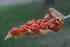 Tarte de tomates cerises au parmesan et basilic