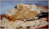 Minis crumbles aux raisins