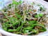 Salade de graines germ�es au balsamique