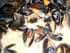 Moules � la cr�me