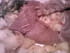 Galettes aux Saint-Jacques & julienne de l�gumes