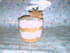 Tiramisu au pain d �pices