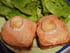 Croque monsieur � la cr�me fra�che et sauce tomate