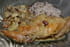 Lapin saut� � la cr�me, � la moutarde et aux champignons