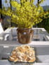 G�teaux secs � l anis