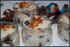 Riz au lait � l amande et raisins secs