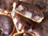 Tartelettes amandines chocolat et poires Williams