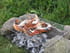 Homard grill� sauce whisky