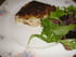 Poisson en cro�te de noisettes