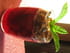 Gel�e de fraise fa�on crumble