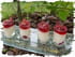 Verrines coco et fruits rouges