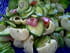 Salade cr�meuse de pipe rigate aux courgettes