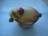 Mini cake rouge et blanc (framboise-chocolat blanc)