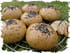 Petits pains semoule et s�same noir