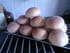 Petits pains � hamburgers