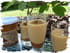 Mousse caramel au beurre sal�