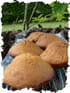 Madeleines au caramel au beurre sal�